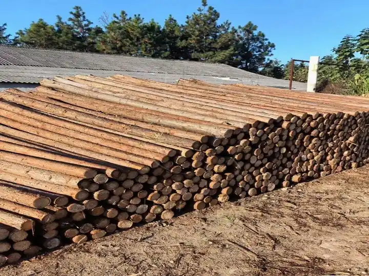 Chinese fir