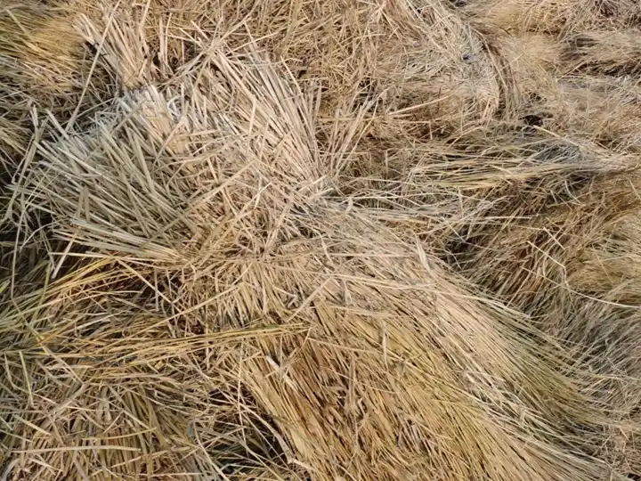 稻草